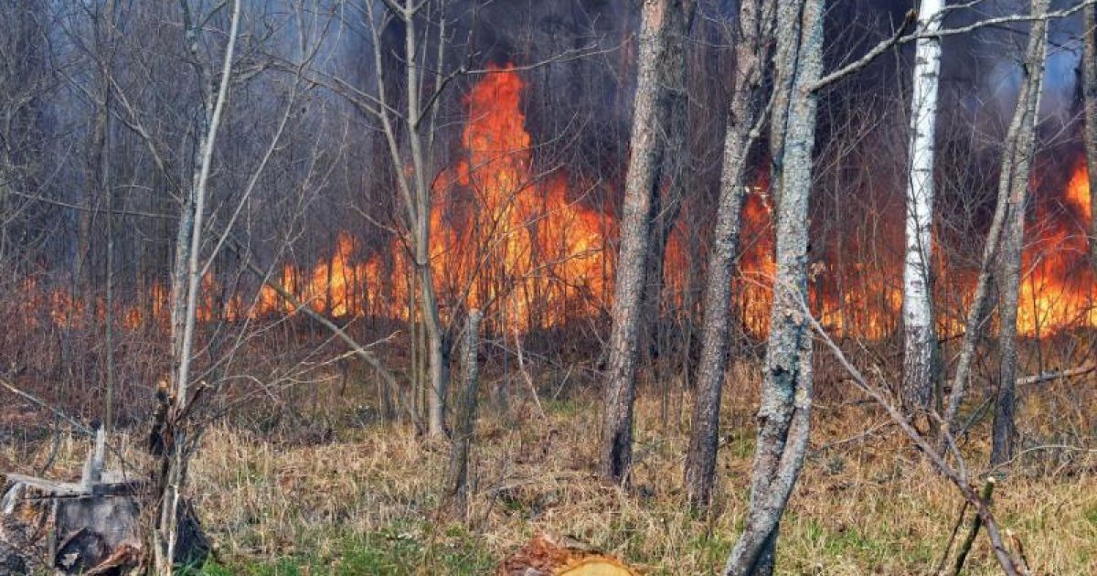 Пожежа в Чорнобильській зоні: вигоріла частина радіоактивного "Рудого лісу"