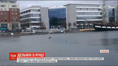 У дублінській річці заблукав білобокий дельфін