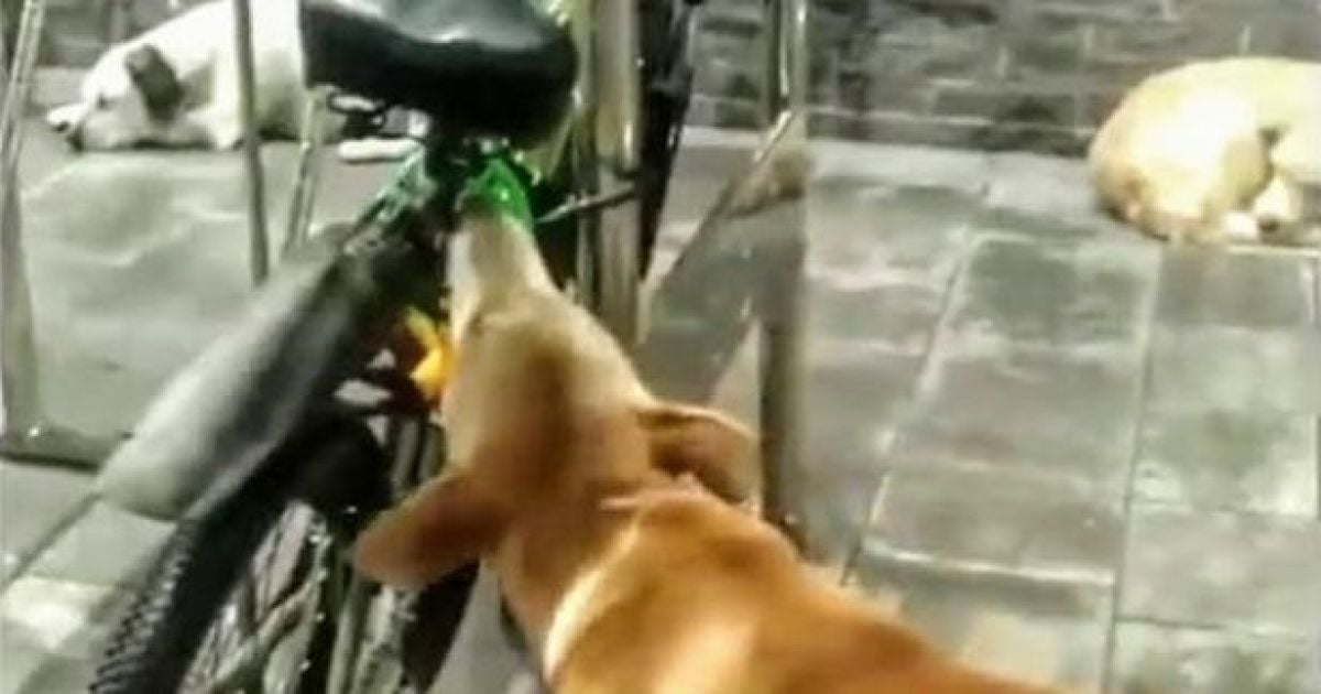 В Мелитополе собака пыталась "украсть" велосипед (видео)