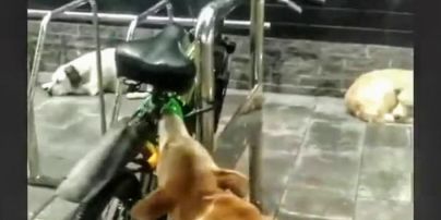 В Мелитополе собака пыталась "украсть" велосипед (видео)