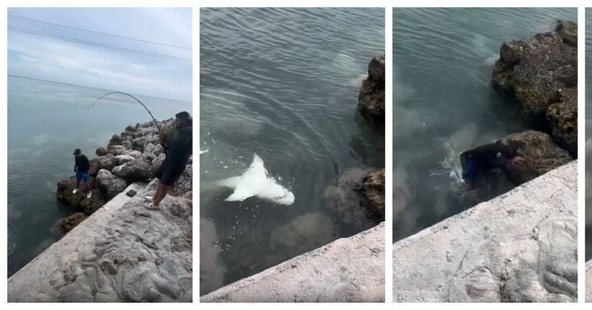 Чоловік упав на акулу