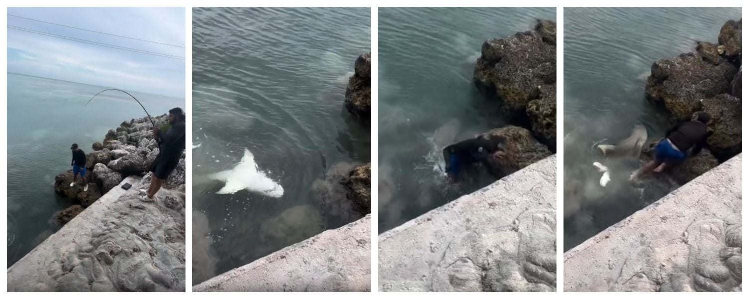 Чоловік упав на акулу / © скриншот з відео