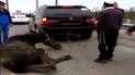 В Умани живодеры привязали лошадь к BMW X5 и на скорости тащили ее по трассе