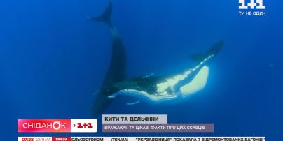 День китів і дельфінів: вражаючи факти про водних ссавців