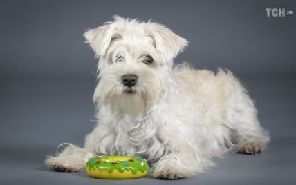 Ветеринары назвали 7 самых распространенных в доме продуктов, токсичных для собак