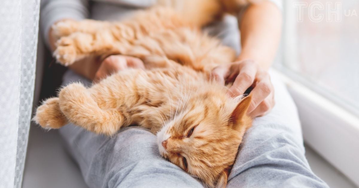 Веселые коты