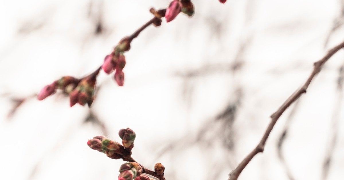 Цвітіння сакури