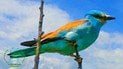 Сиворакша повернулась до України