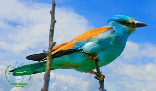 В Україні помітили одного із найкрасивіших птахів (фото)