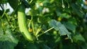Як врятувати огірки від спеки