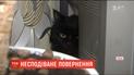 В Луцке женщина через 5 лет нашла своего потерянного кота