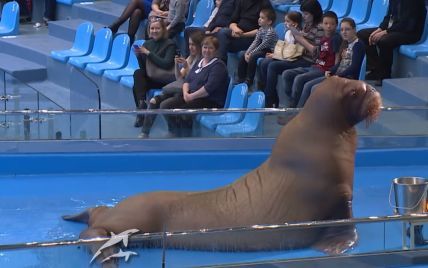 У російському Владивостоці тренера океанаріуму звільнять за побиття моржа