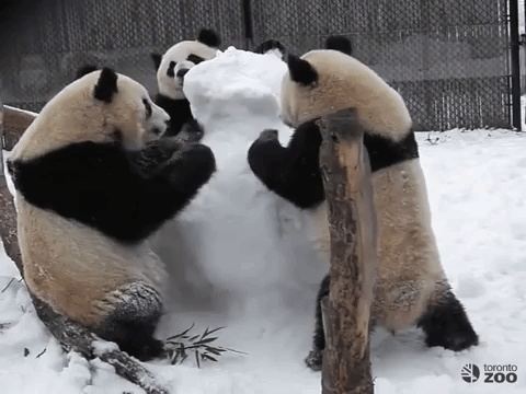 Панда Кунг-Фу. В Канаде семья млекопитающих брутально уничтожила снежную бабу