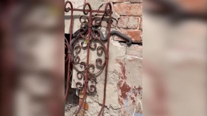 У Харкові змії окупували будинок