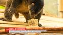 Обитателей зоопарка в Бельгии кормят мороженым с фруктами и рыбьим смузи