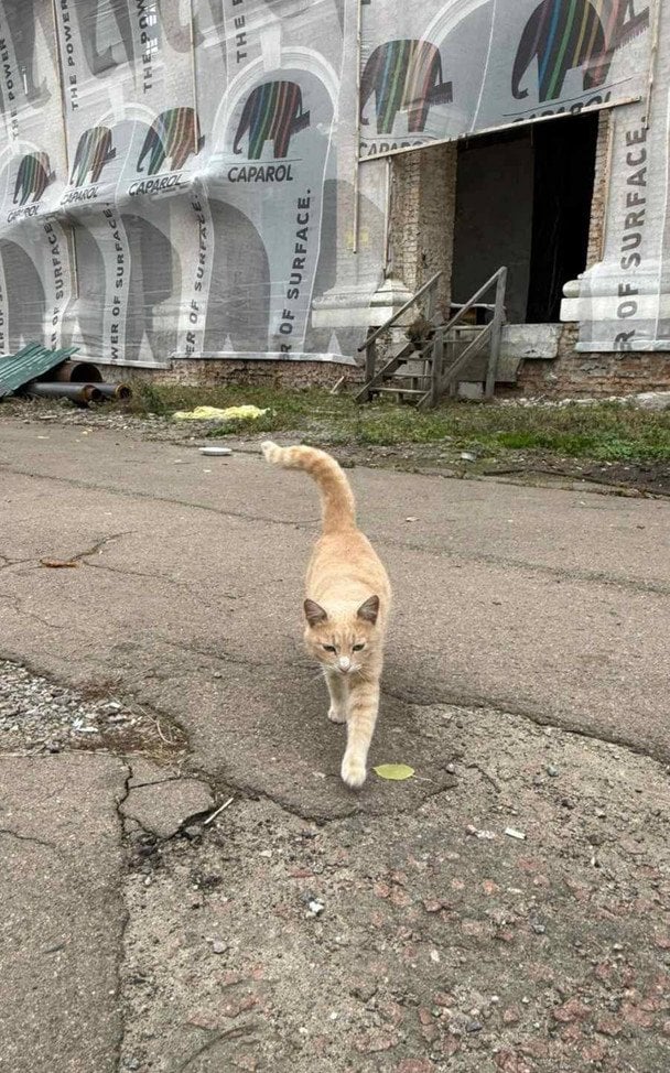 Кіт, якого врятували. / © Вадим Кириленко / Facebook