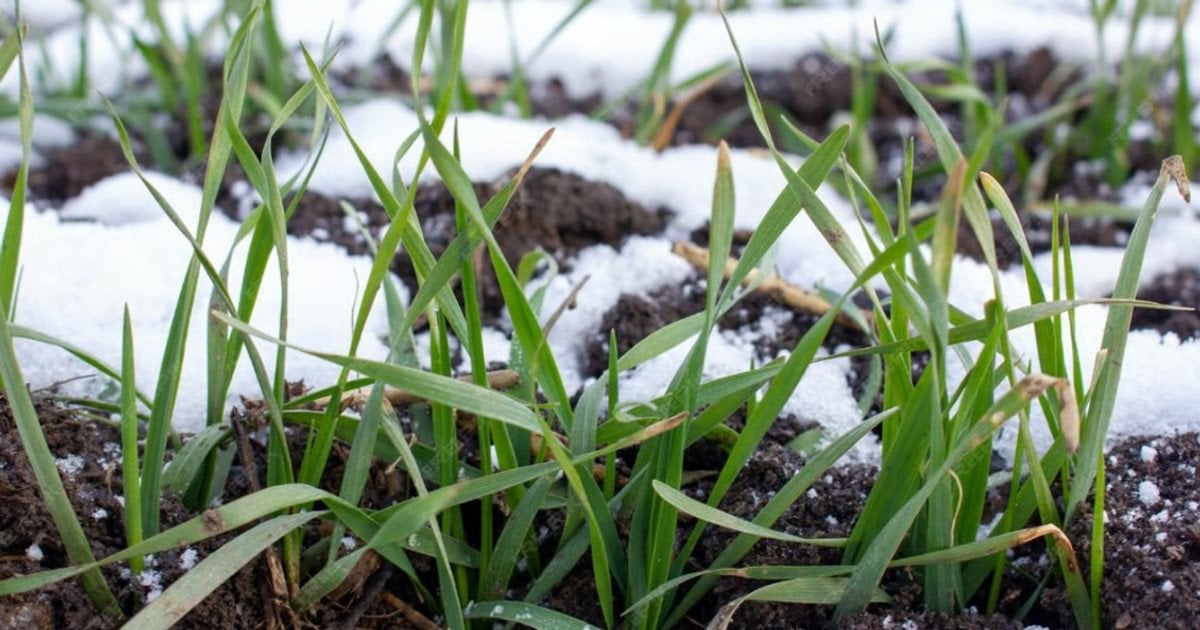 Коли та які сидерати сіяти навесні