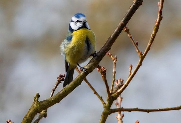 Народні прикмети 23 квітня / © pexels.com