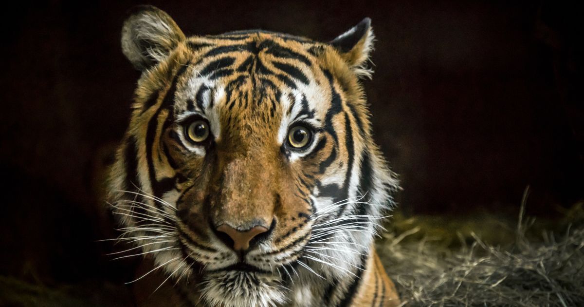Спалах коронавірусу в зоопарку Нью-Йорка: інфекцію підтвердили в іще сімох хижих кішок
