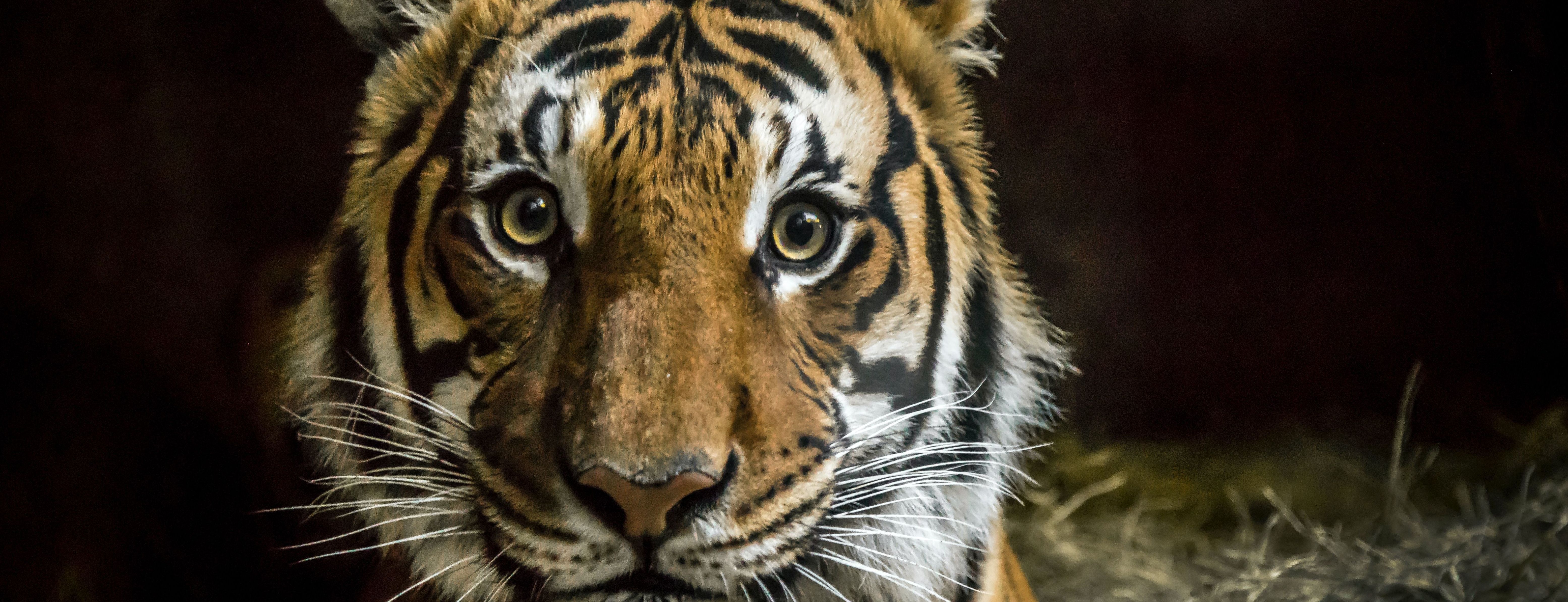 В Техасе поймали бенгальского тигра, который неделю бродил по городу