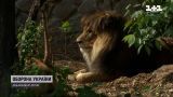 Заработал Киевский зоопарк: как чувствуют себя животные, пережившие боевые действия