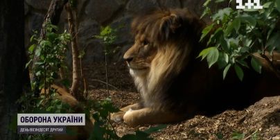 Заработал Киевский зоопарк: как чувствуют себя животные, пережившие боевые действия
