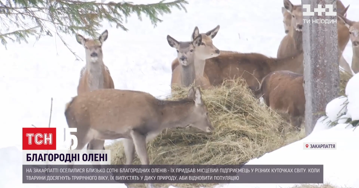 Закарпатський фермер по всьому світі закупив майже сотню оленів, щоб поповнити ними ліси Карпат