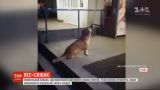 Ровенский собака стала звездой Сети: четырехлапый выл под супермаркетом