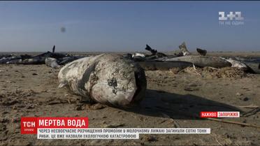 У Молочному лимані загинули сотні тонн піленгасу