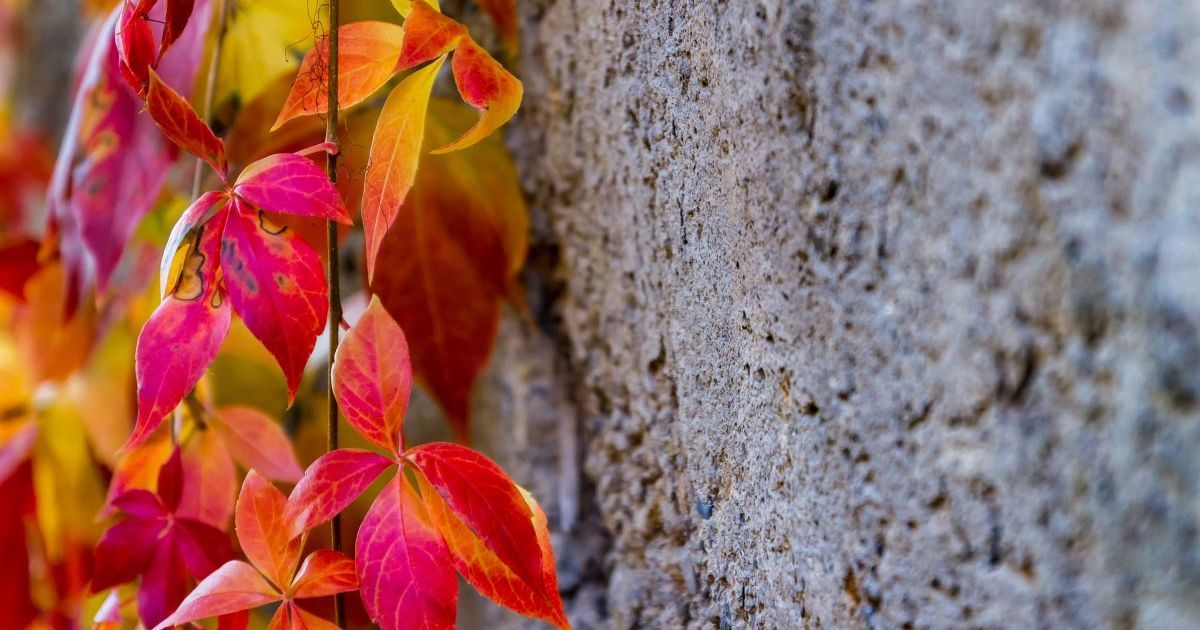 Дожди и жара. Какой будет погода в Украине до конца недели