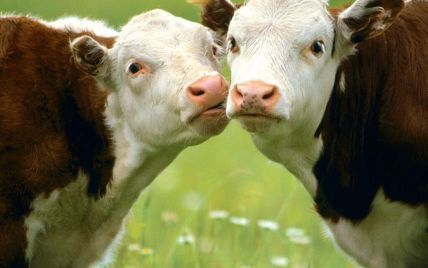 Объяснение мировой экономики на коровах стало хитом соцсетей