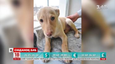Чому в Україні так багато безпритульних собак і чи можна це змінити