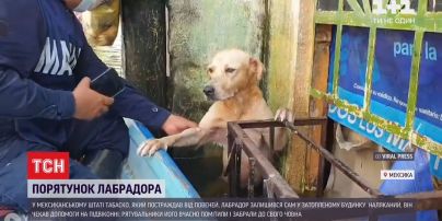 Сетью разлетелось видео счастливого спасения лабрадора из затопленного дома в Мексике