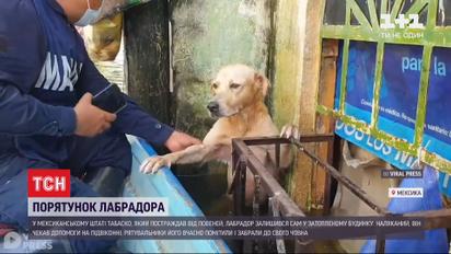 Мережею розлетілося відео щасливого порятунку лабрадора із затопленого будинку у Мексиці