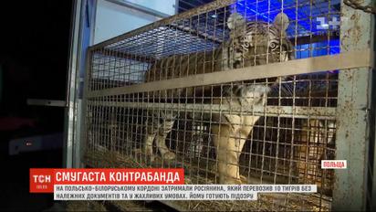 На польському кордоні затримали росіянина, який намагався незаконно перевезти до Білорусі 10 тигрів