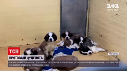Новини світу: у Німеччині врятували 101 цуценя, яких хотіли незаконно продати