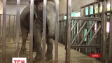У Харкові доглядач зоопарку зміг пробачити слонисі, яка позбавила його руки