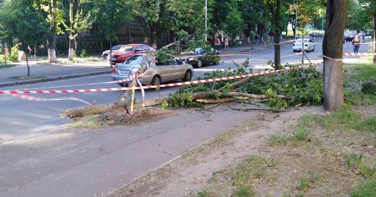 дерево