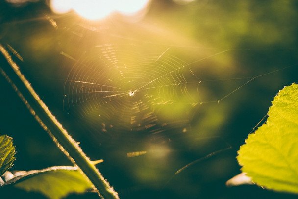 8 июля пауки активно плетут паутину — будет хорошая погода / © unsplash.com