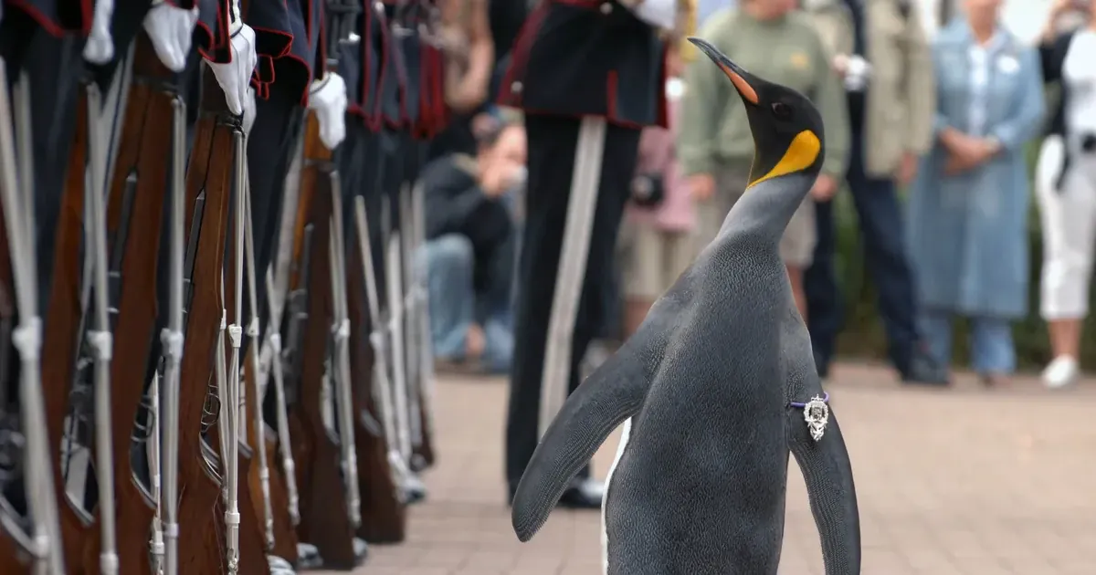 Пінгвін Нільс Олав
