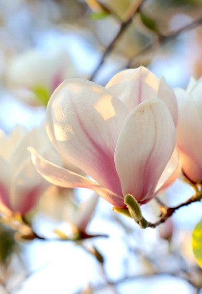 Який сьогодні, 12 квітня, день ангела