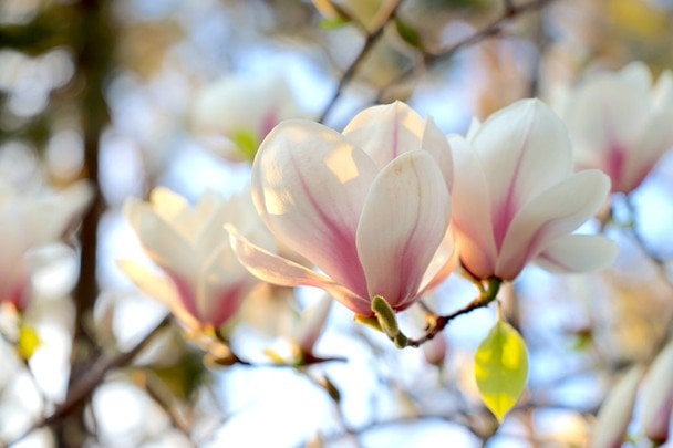 До кінця робочого тижня в Україні буде до +6 градусів тепла / © pexels.com