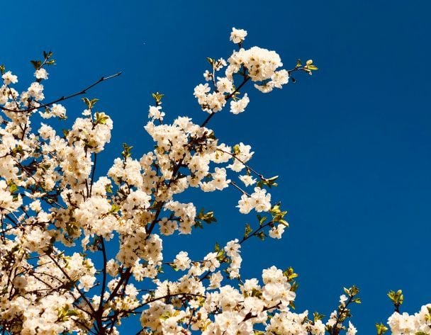 Народні прикмети 8 травня / © Pexels