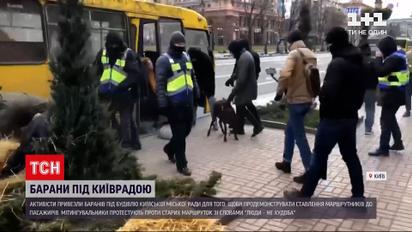Новини Києва: патрульні на площі перед КМДА ловили баранів та овець
