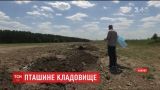 На Киевщине обнаружили могильник, куда известный агрохолдинг закапывал остатки птиц