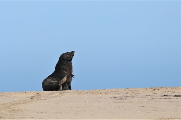 На Березі скелетів, що тягнеться вздовж океану, є точка Cape Cross, де можна побачити тюленів. Цього красеня ми бачили у Сендвіч Гарбор / © hannaburlaka.com