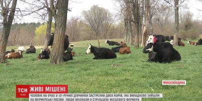 На Миколаївщині чоловік впритул застрелив двох корів на очах у дитини