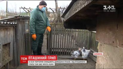 У курей села Чортория виявили грип, від якого масово мруть лебеді на Буковині