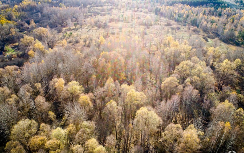 Листопадове світло у Чорнобильському заповіднику / © 