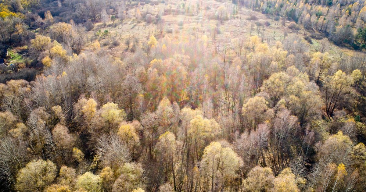 Ноябрьский свет в Чернобыльском заповеднике
